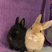 Photo of Kloe & Grim