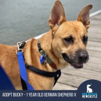 Photo of Bucky   1 Year Old German Shepherd X