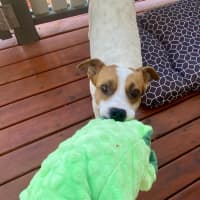 Photo of Roxy   2 Year Old Jack Russell