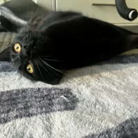Photo of Sapphire *9 Lives Project Rescue*