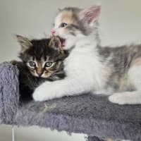 Photo of Bella (Was Cali Girl)