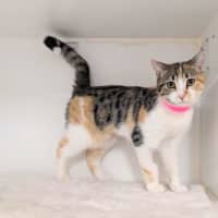 Photo of Mau Mau