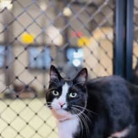 Photo of Brownie