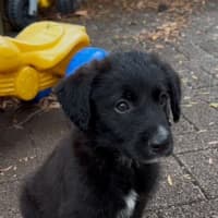 Photo of Alfie   9 Week Old Cattle X Poodle (Trial)