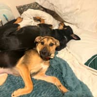 Photo of Lacey