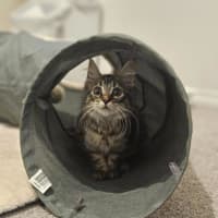 Photo of Luna (Was Cleo)
