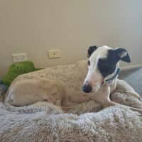 Photo of Patch The Greyhound