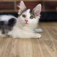 Photo of Lily
