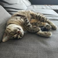 Photo of Marceline   In Foster Care In Preston