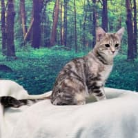 Photo of Hummingbird   Located In Endevour Hills