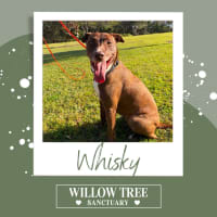 Photo of Whisky