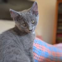 Photo of Vovo