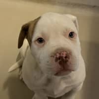 Photo of Bruno