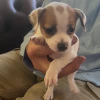 Photo of Tinker Bell