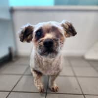 Photo of Rusty 