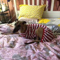Photo of Tina The Greyhound