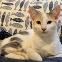 Photo of Nala And Zazu