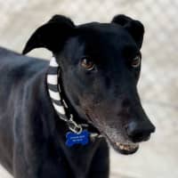 Photo of Snuffleupagus The Greyhound