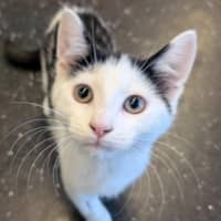 Photo of Blue Eyes White Dragon