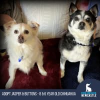 Photo of Jasper And Buttons💖(Buttons On Trial 28/7/24)