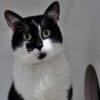 Photo of Count Catula