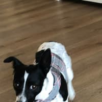 Photo of Bindi   5 Year Old Fox Terrier