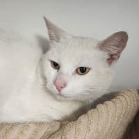Photo of Corky