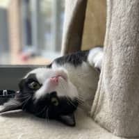 Photo of 🥇 Vesper 5199 🥇