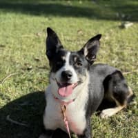 Photo of Poppy