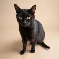 Photo of Bellatrix 