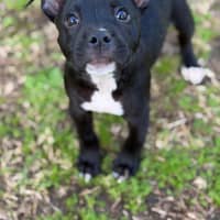 Photo of Tinka