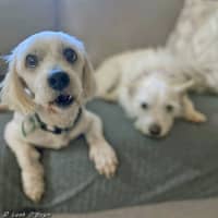 Photo of Ziggy And Bailie