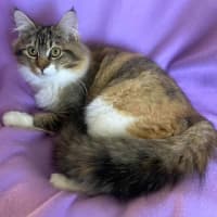 Photo of 12638   Azriel