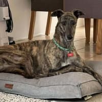 Photo of Tyson, The Greyhound