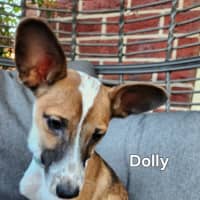 Photo of Dolly