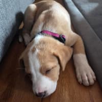 Photo of Jewel