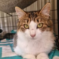 Photo of Tiger Lily