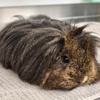 Photo of 🧉 Cola 6177 🧉