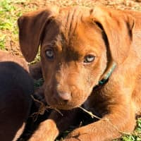 Photo of Buckley