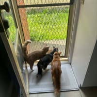 Photo of Bluey Meet Me@Petstock Carrum Downs Store 