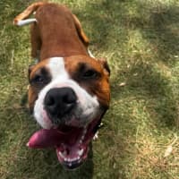 Photo of Mambo