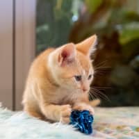 Photo of Miso