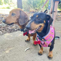 Photo of Rosie And Chase