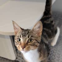 Photo of Hopper