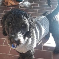 Photo of Wally   1 Year Old Cavoodle (Hold)