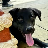 Photo of Jemima   5 Month Old Border Collie X