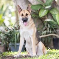 Photo of Lupa (Previously Kailani)