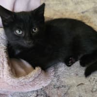 Photo of Nebula