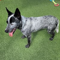 Photo of Spike