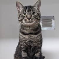 Photo of Atlas